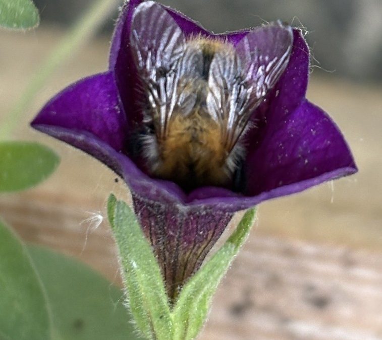 Klassenaktion am Thomaeum: Wir helfen den Insekten!  